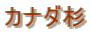 カナダ杉